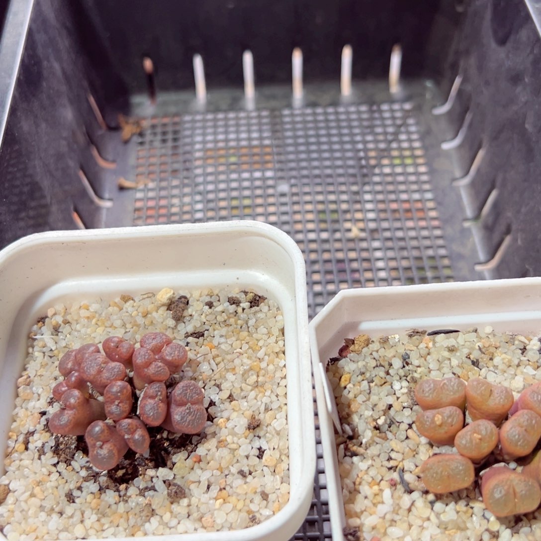 石***派1231-625多肉多肉