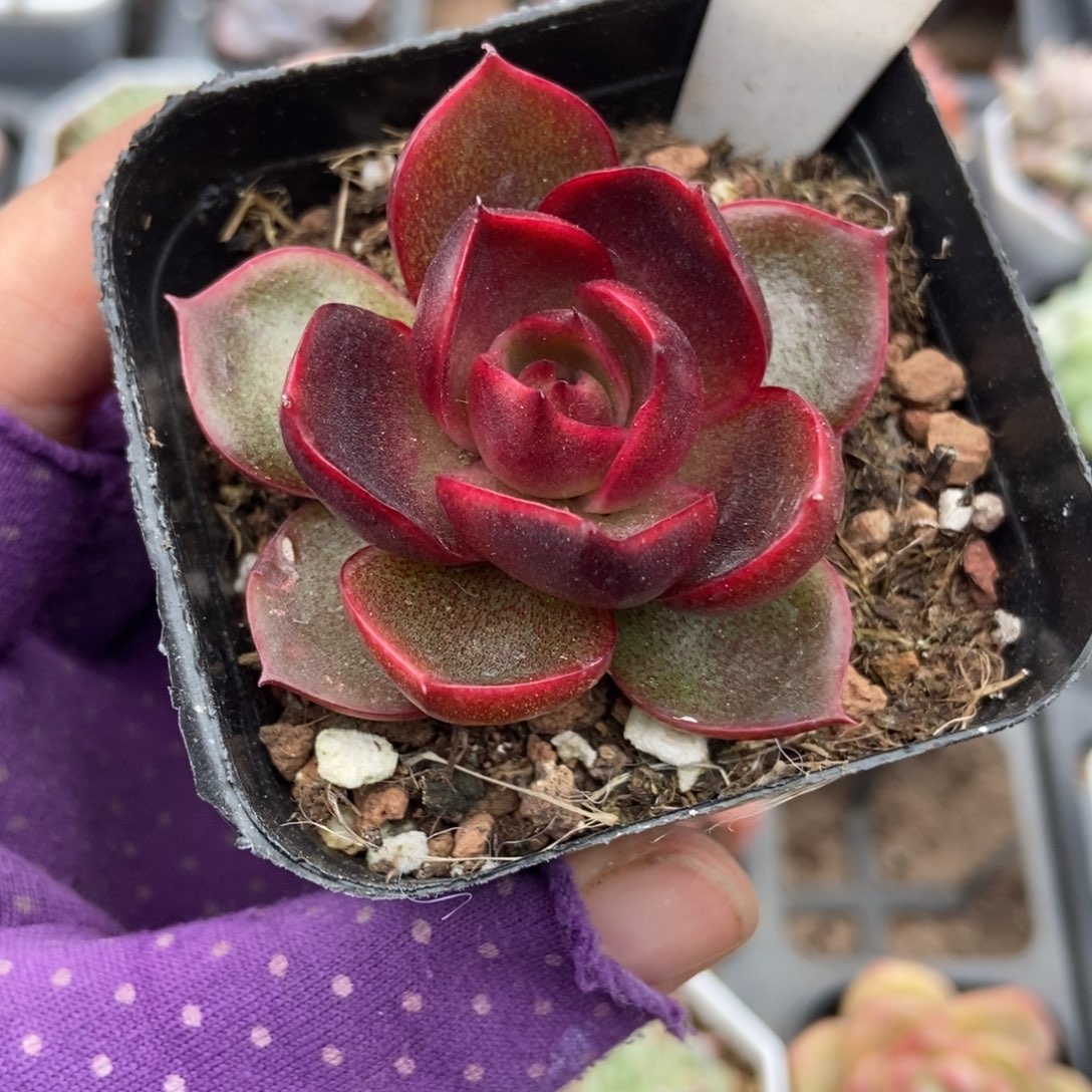 905红灯多肉植物多肉