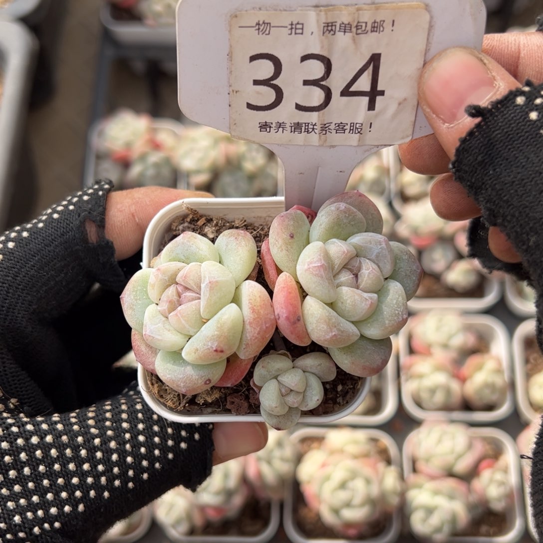 红陶334号多肉植物