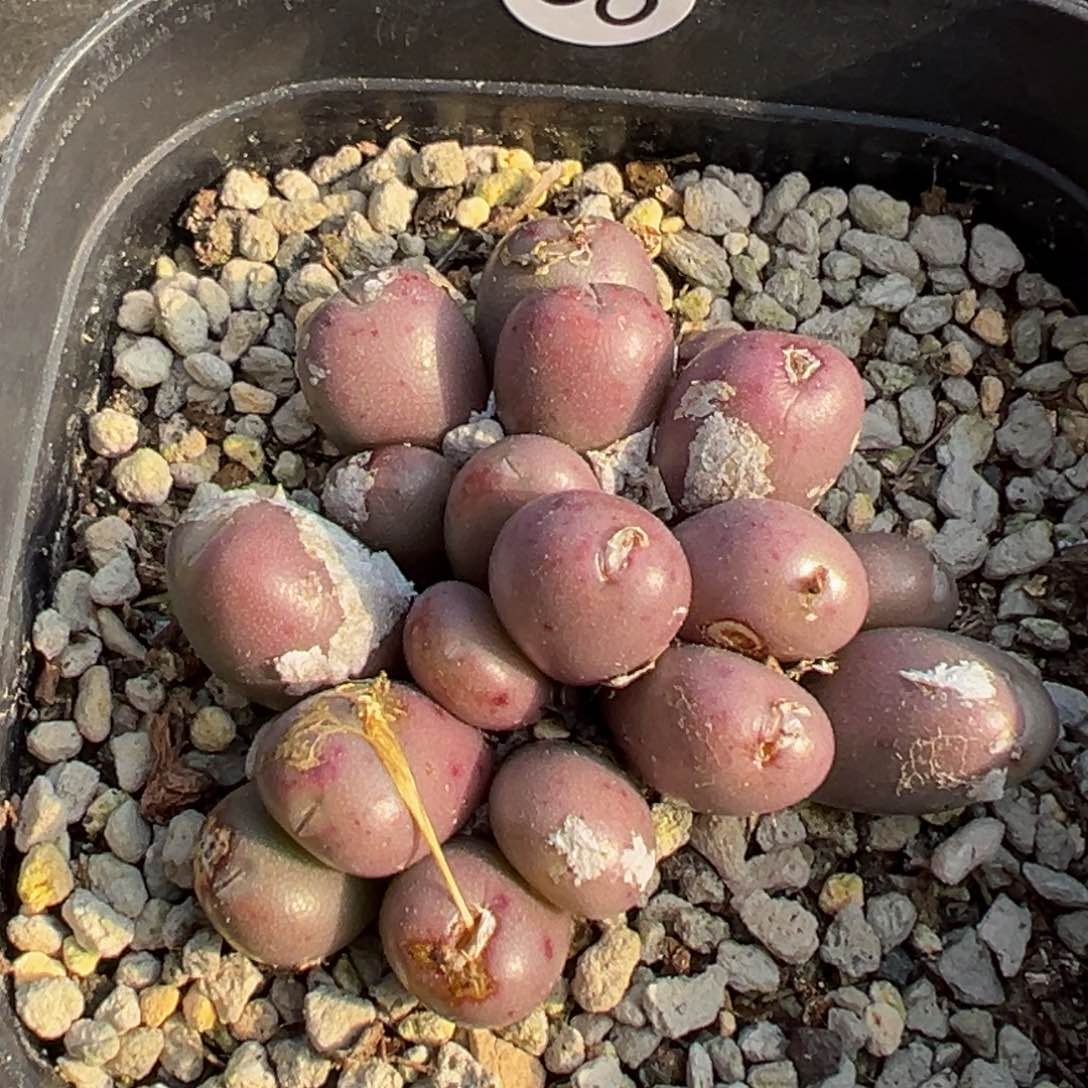 多肉植物11111111111111