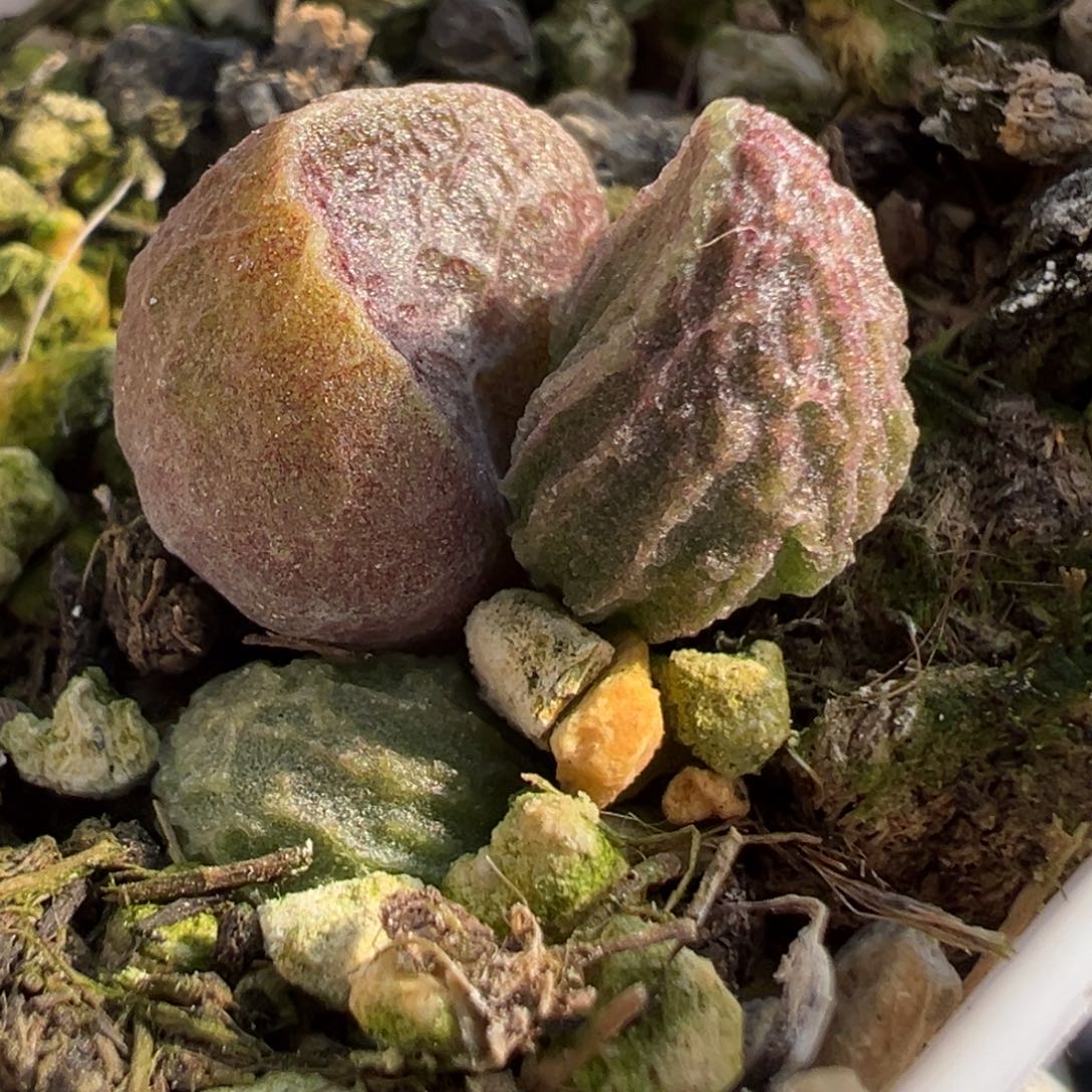 新品苗龙骨款多肉植物水泡