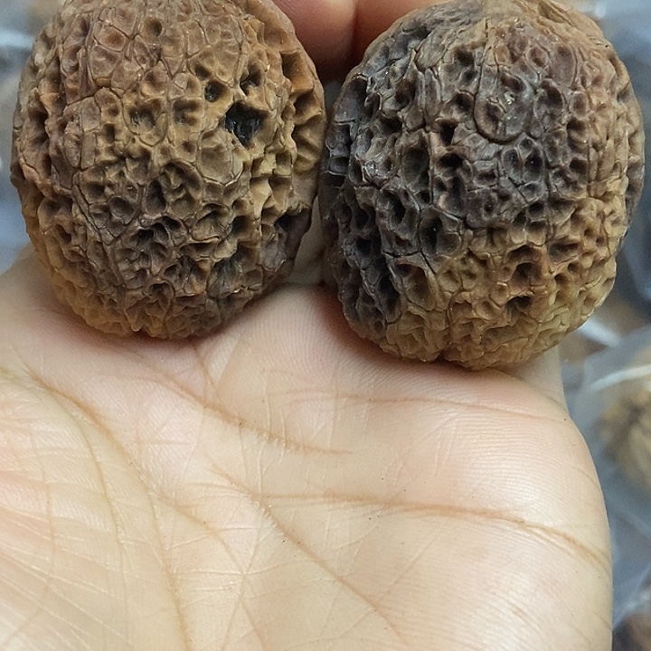 文玩核桃把件云南铁核桃基地25