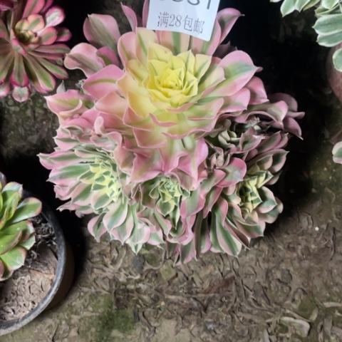 白凤的多肉植物5331