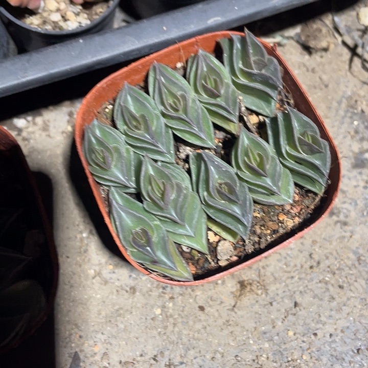 一帆风顺满25包邮