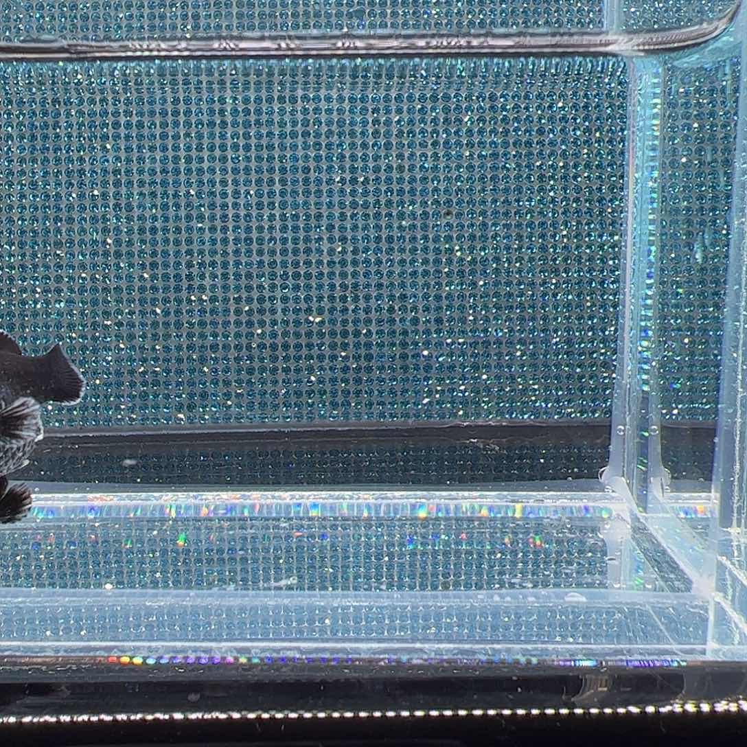 孔雀鱼电镀钻石眼