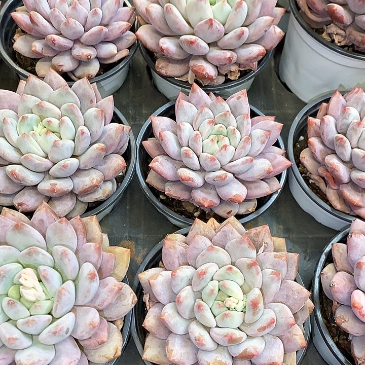 112。大单头半夏。福利多多