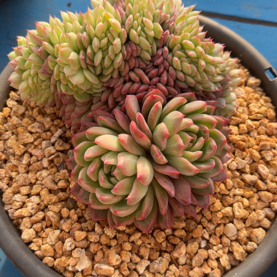 小***?绿龙缀，一物一拍