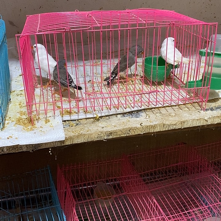 珍珠鸟竹*子白加灰珍珠鸟