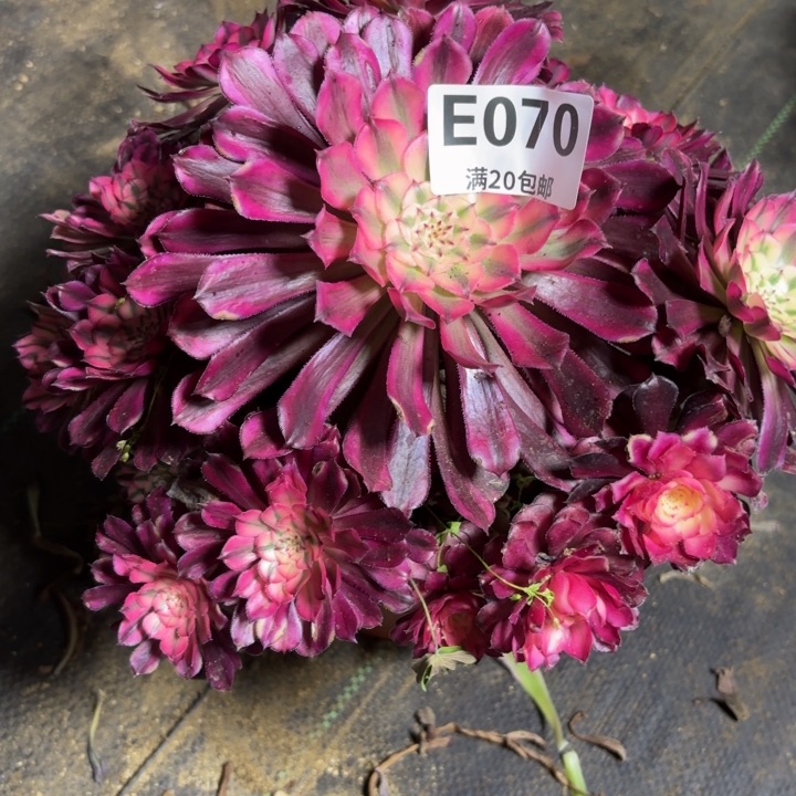 瑞妈多肉园艺070