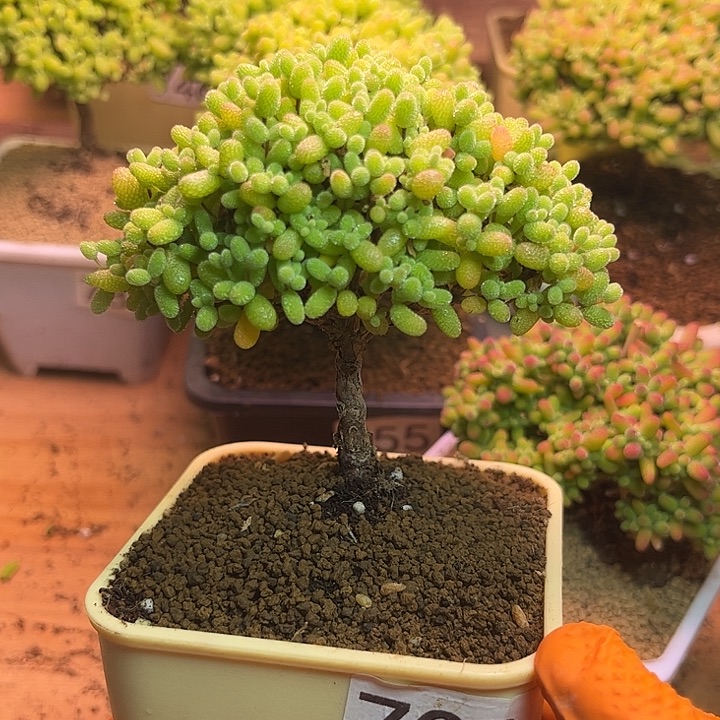 无花朵738金桔糖球