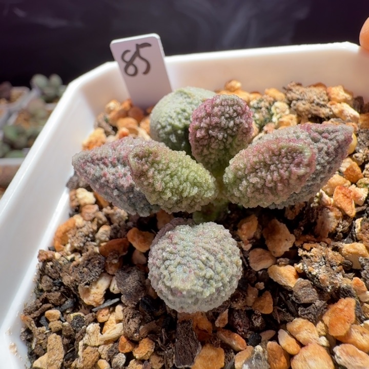 *****朋友专拍，满88包邮