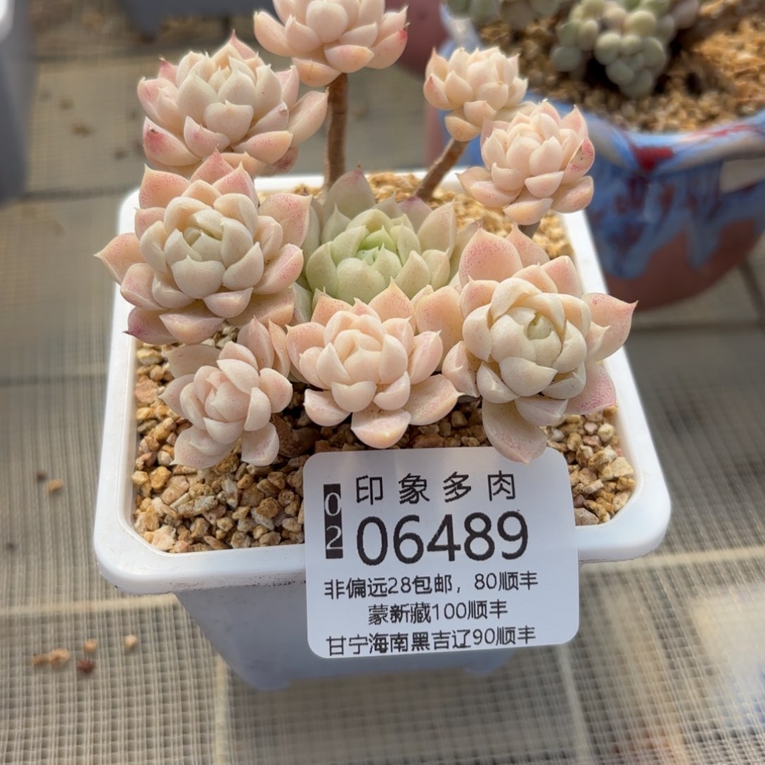 多肉植物06489ghvb