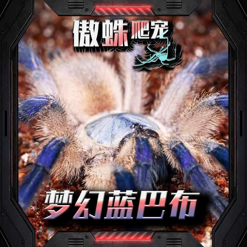 梦幻蓝巴布群养蓝色漂亮可以群养新手进阶省心温顺 