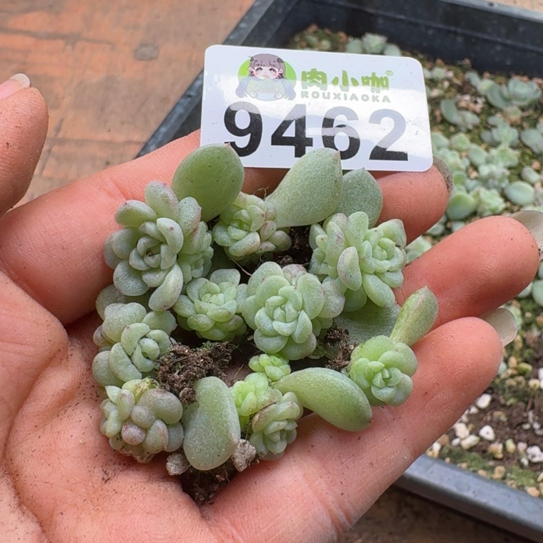 ^****多肉植物多肉植物