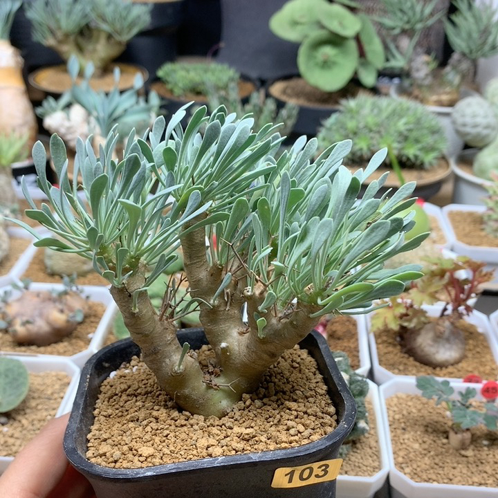 黑鬼殿厚敦菊103脱土