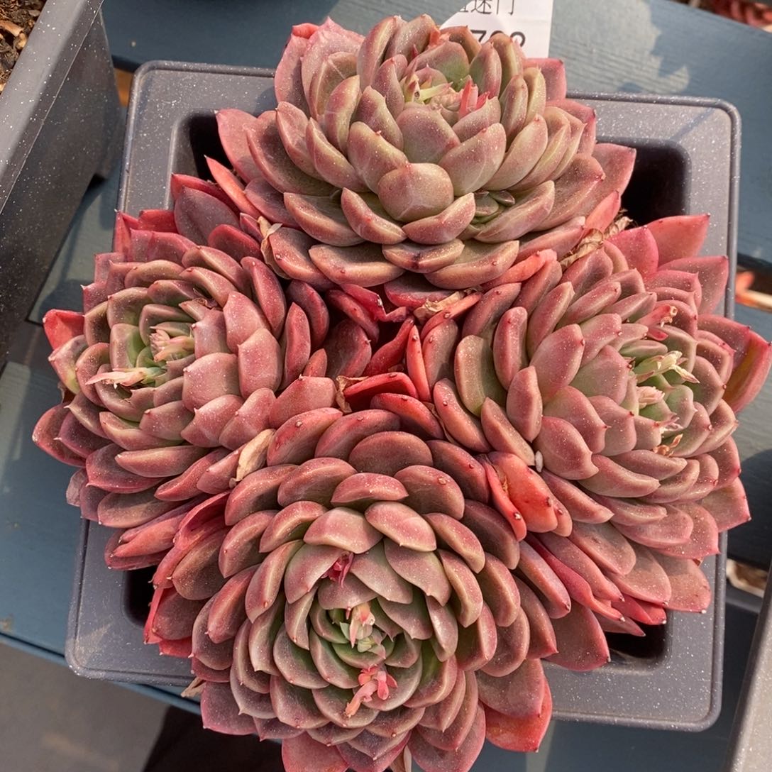 春****@杂交精品多肉3762