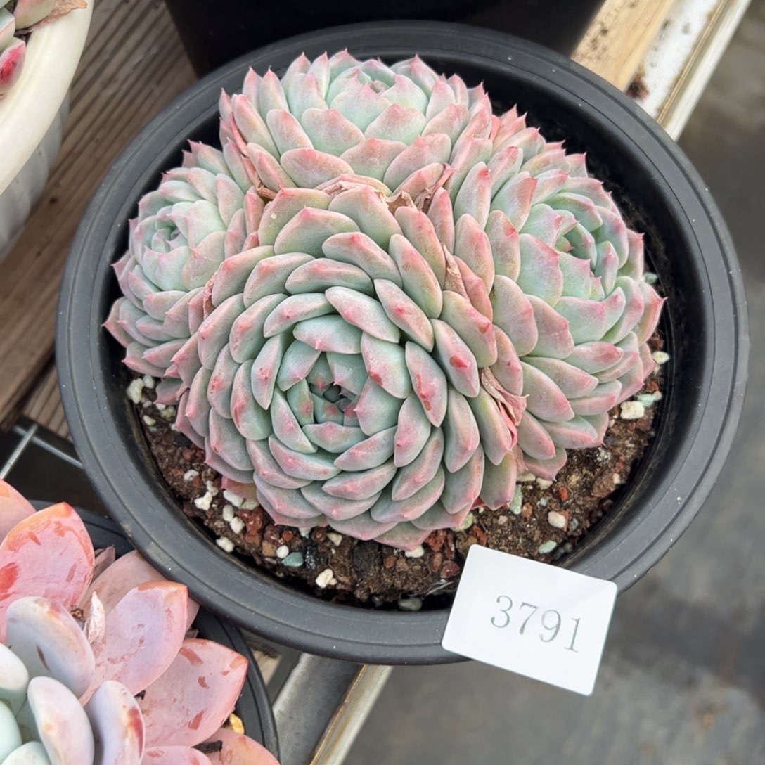 藍****m3791肉肉肉肉肉肉肉