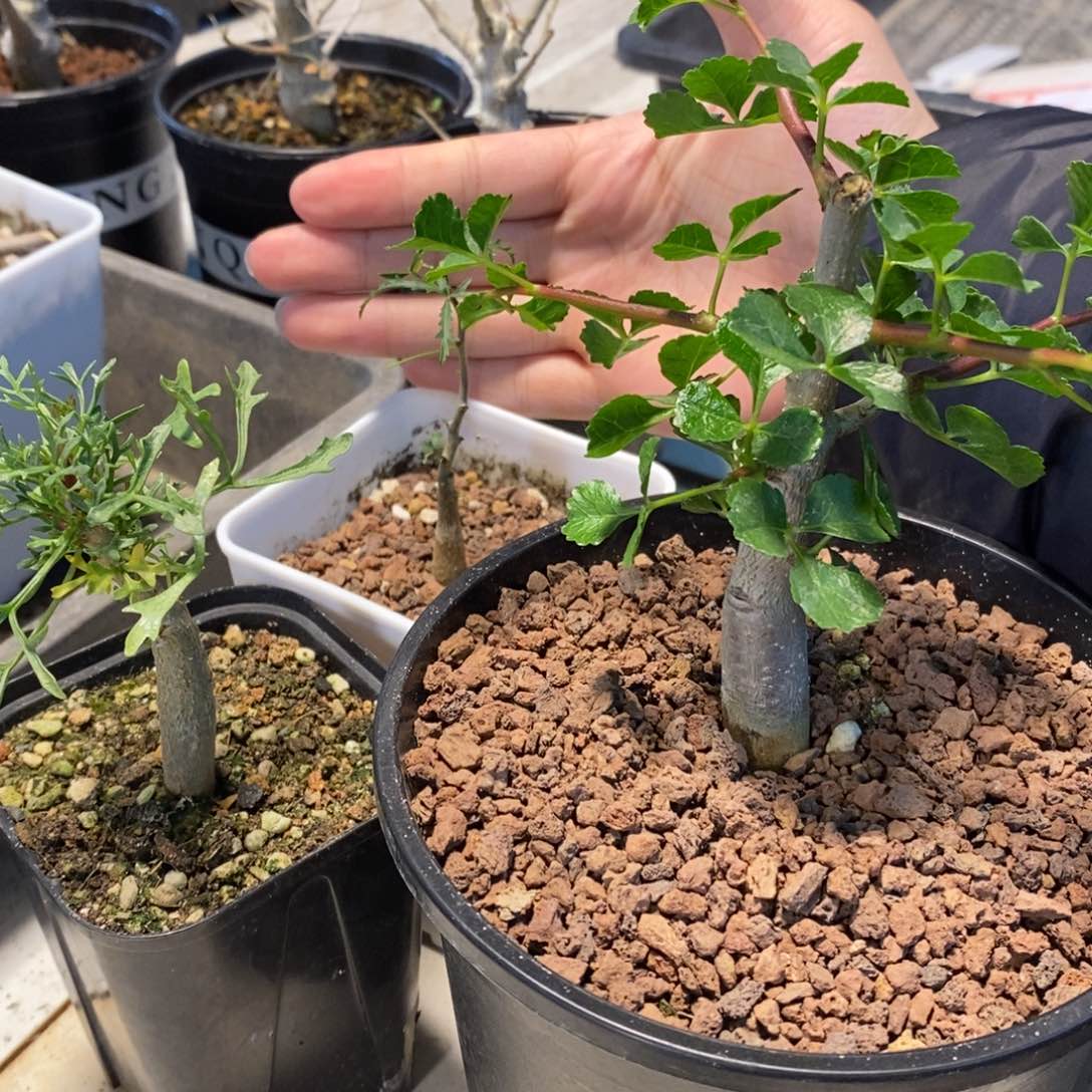 纳米比亚12套餐小苗