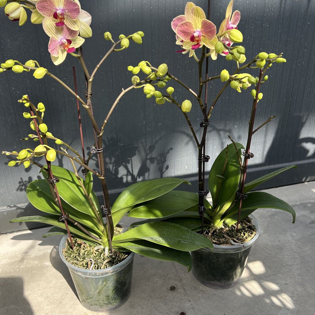 7寸杯三色鸟开花株 大壮苗 白粉紫渐变适合阳台客厅摆放