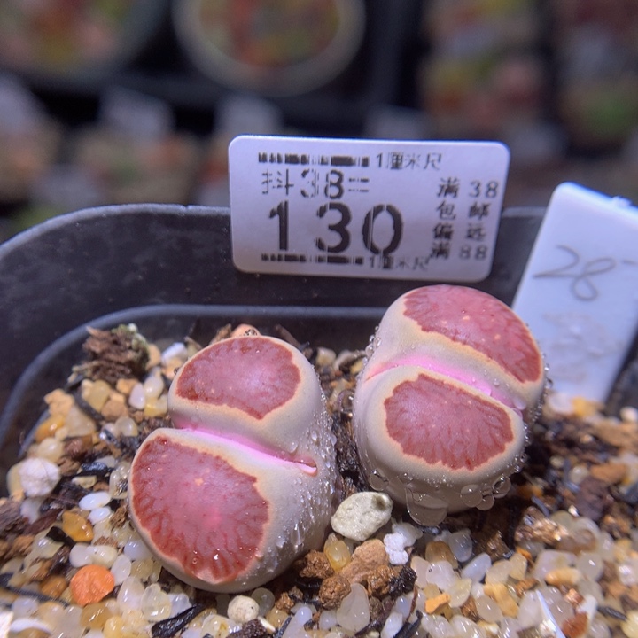 精品生石花38.130