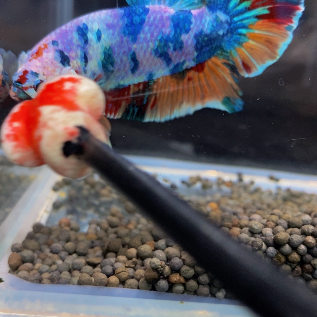 斗鱼307巨斗11111