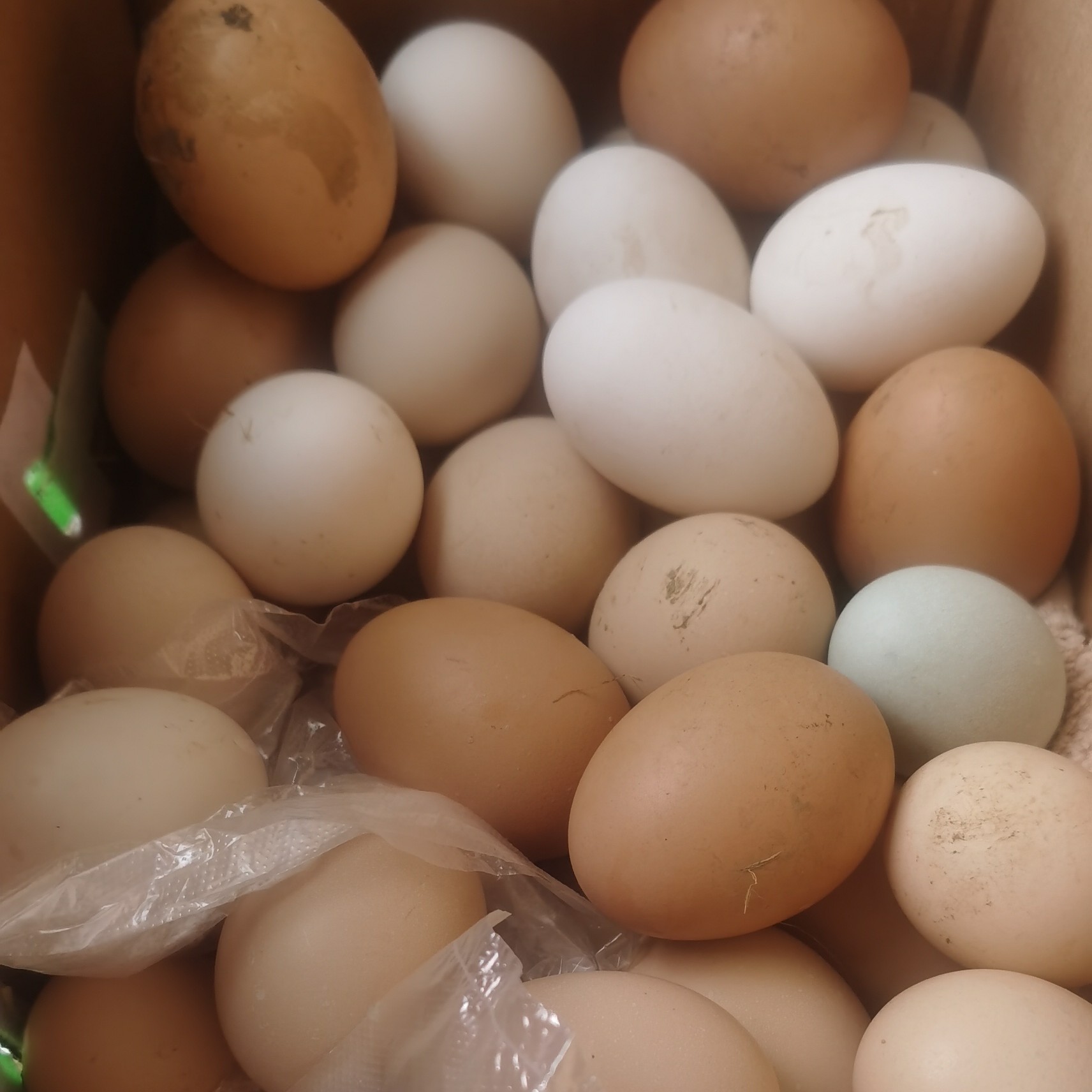 农家散养谷饲土鸡蛋