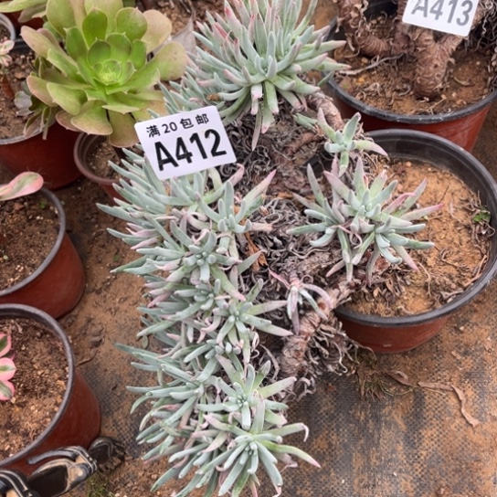 412爱度莉丝不包断枝