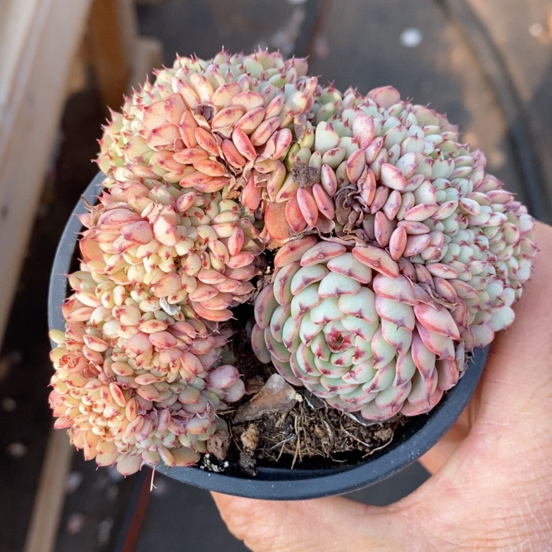 精品多肉一物一拍不包整21