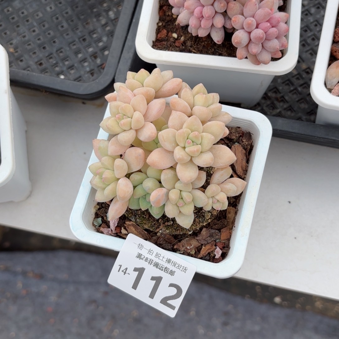 奶酪蛋糕整桩多肉多肉