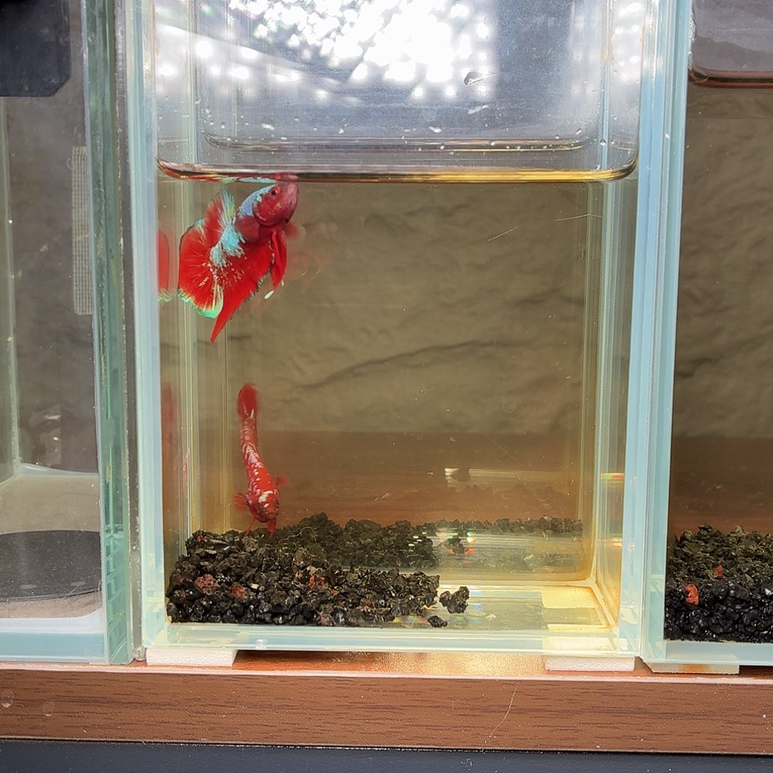 斗鱼彩金将军公鱼