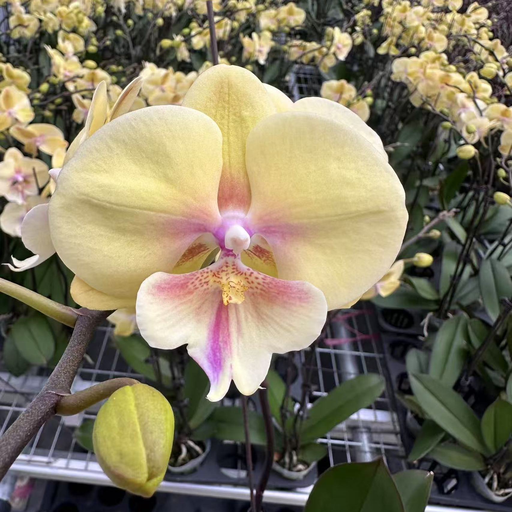 兰屿LYSLAND【大吉大利 】蝴蝶兰鲜花盆栽