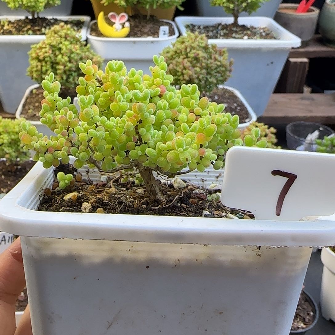 蜜橘糖球枝干番杏