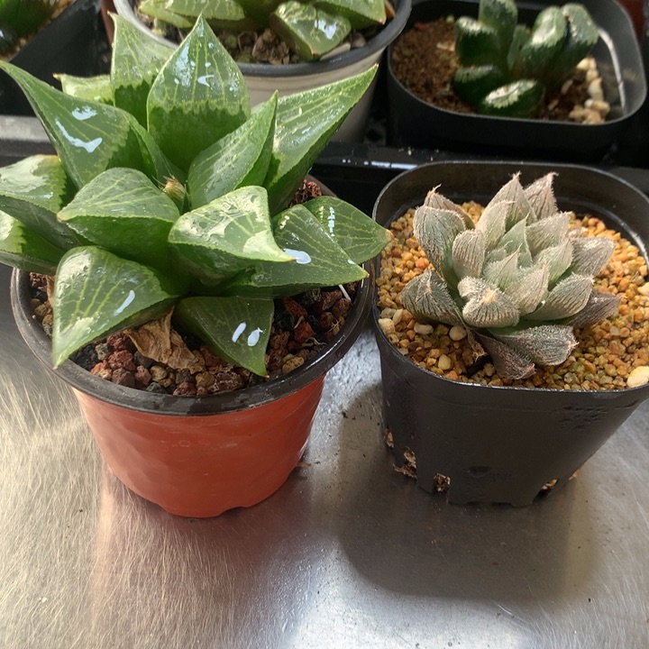 康平寿+毛玉露一物一拍