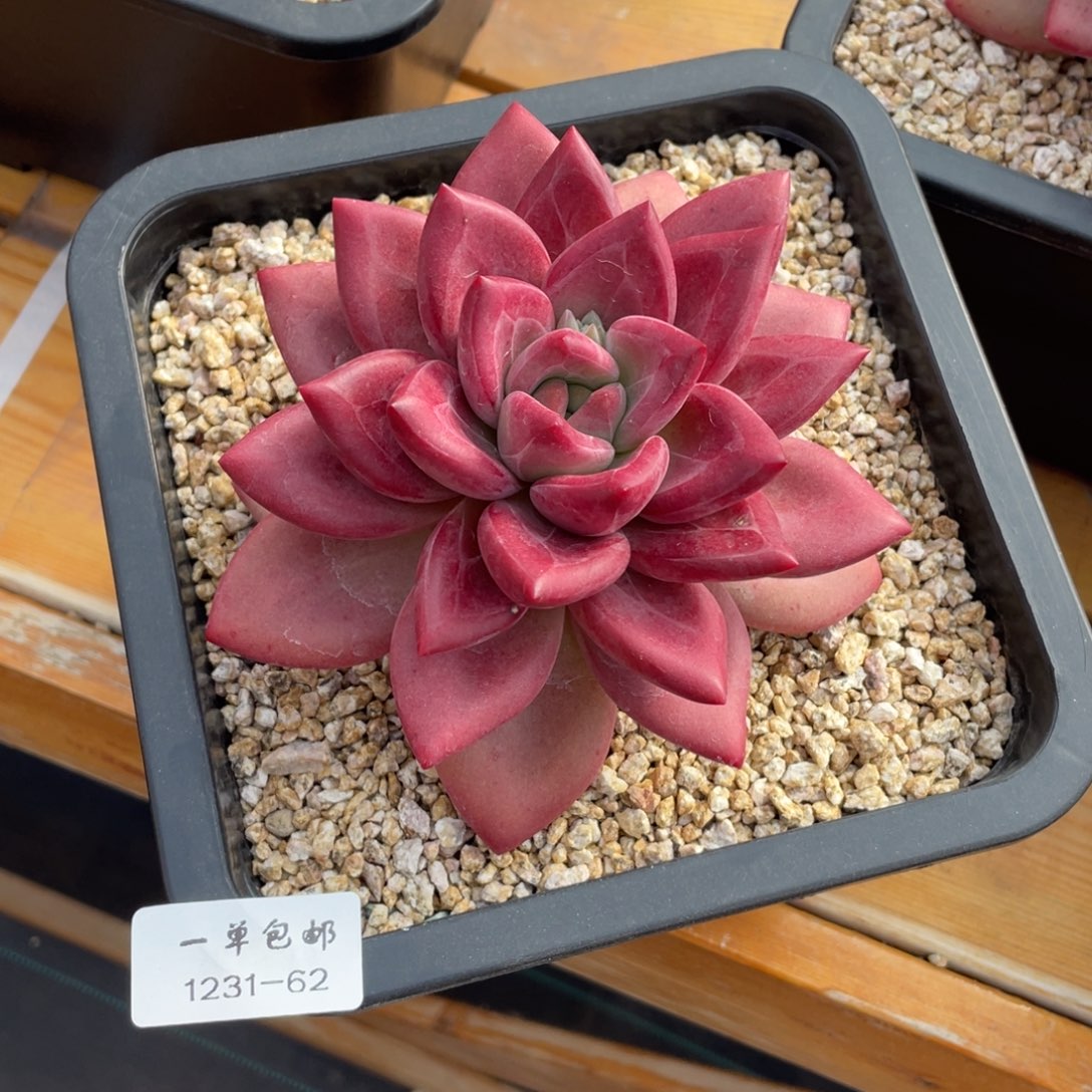 小***红1231-62-赫菲，。。。。。。