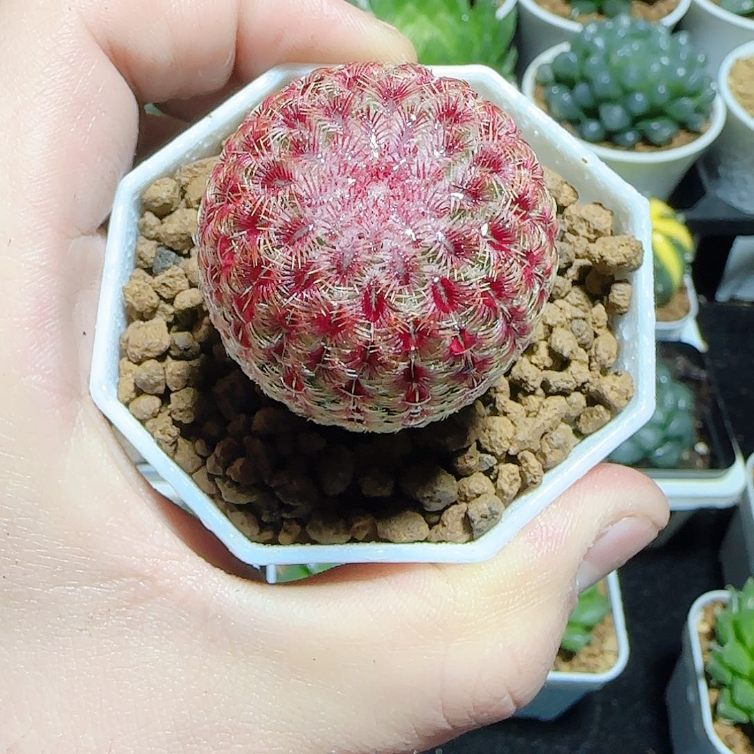 红太阳仙人球原盆原土