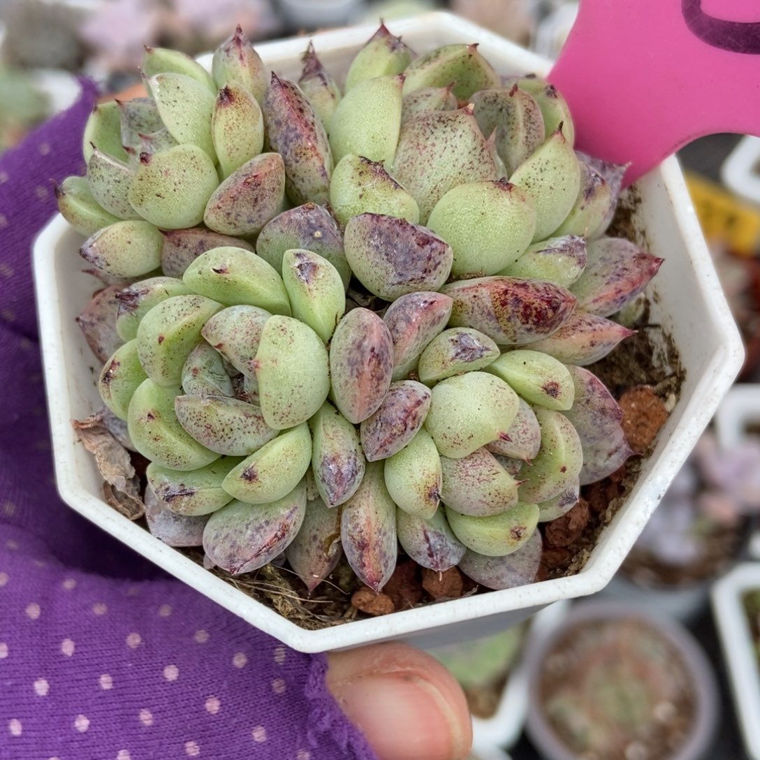 45赤水晶多肉植物多肉