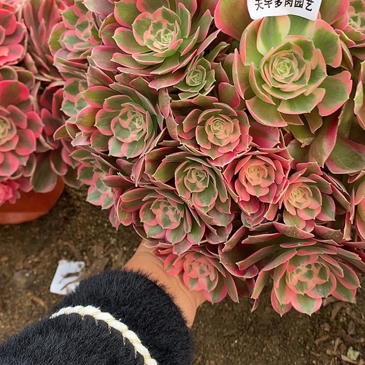 多肉植物七彩682多肉