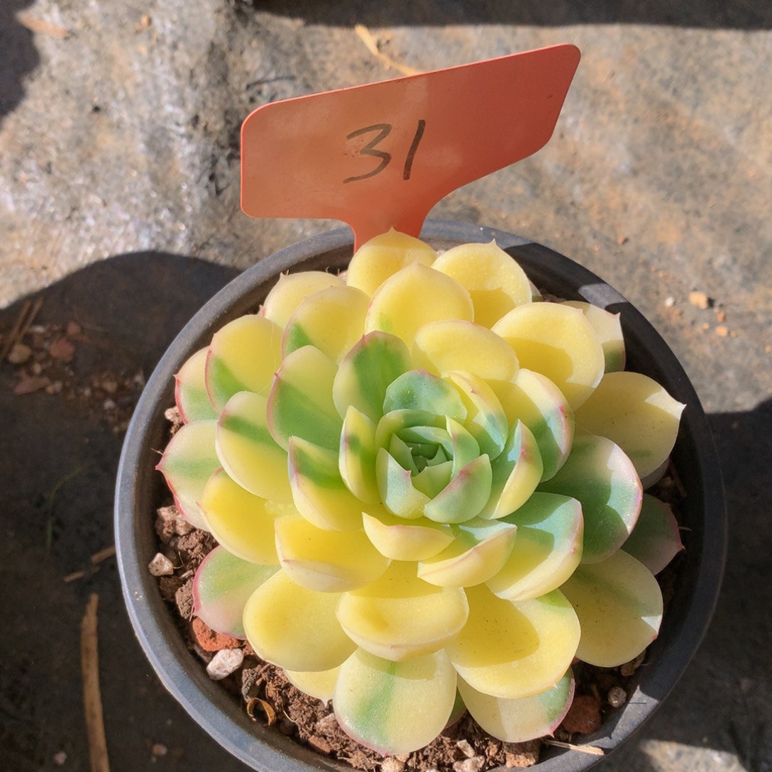 草莓冰626622662627272