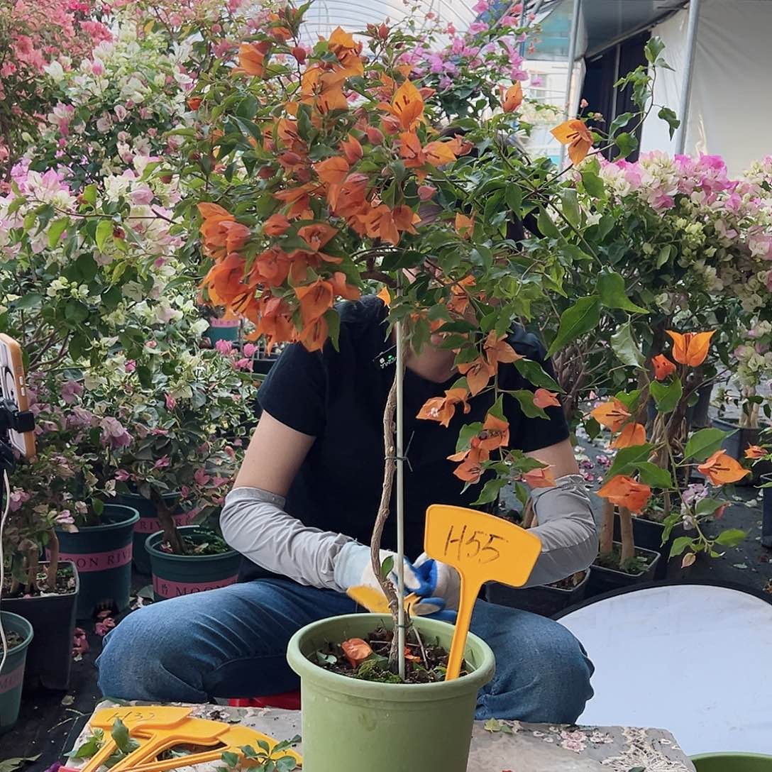 素***言大部分花苞少量开放H55橙桑巴