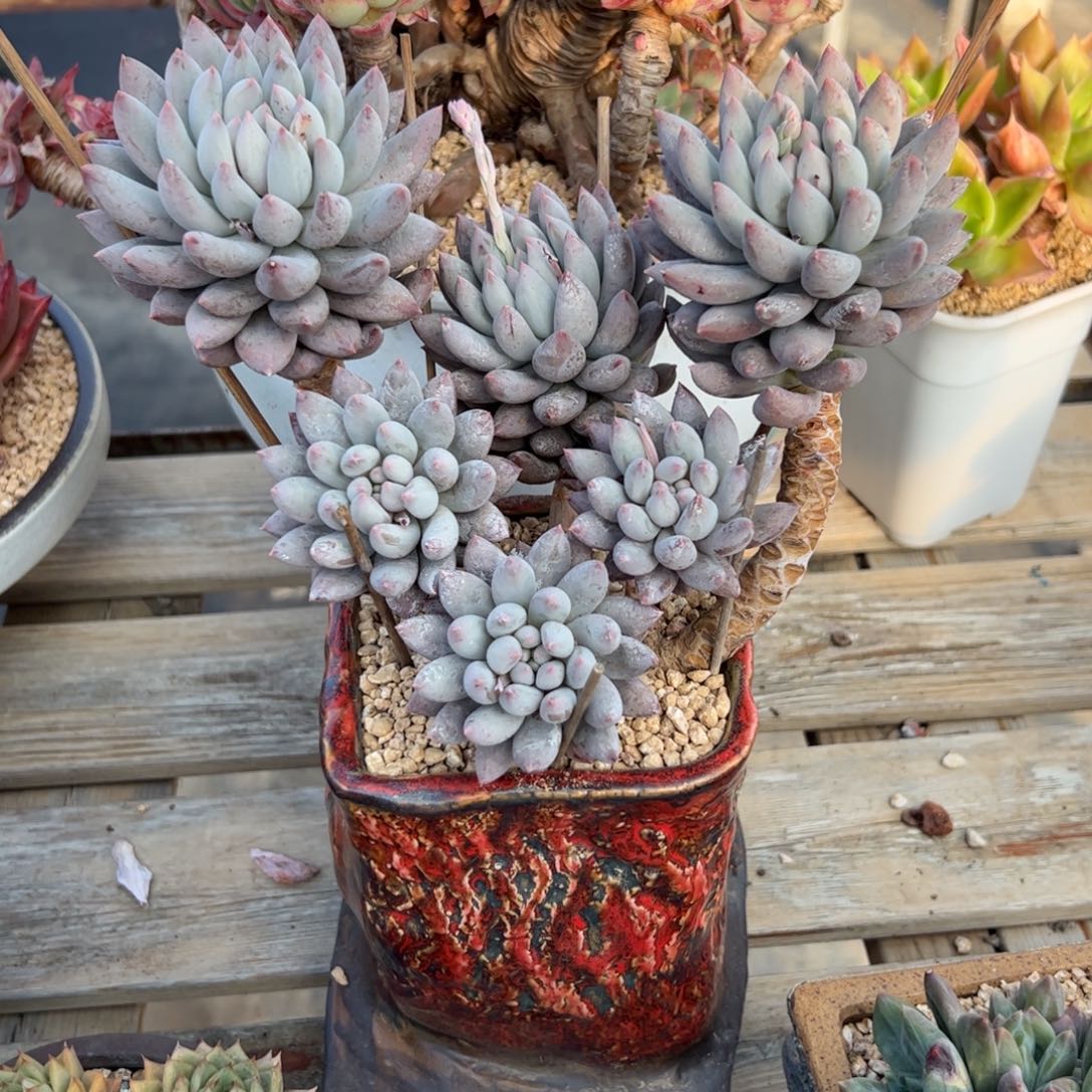 所罗门有伤48 零零多肉植物