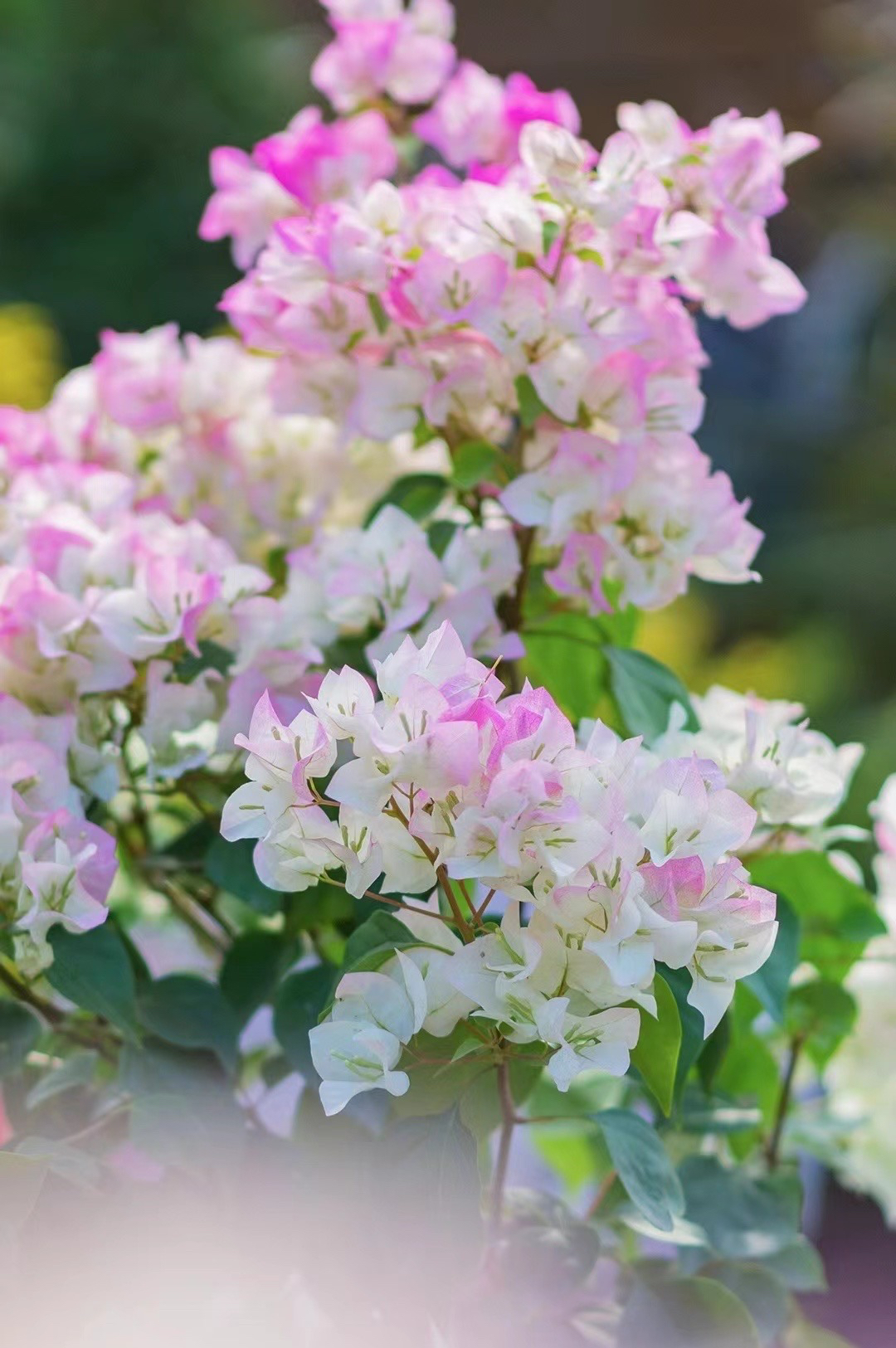 绿樱三角梅原盆原土发货一加仑盆带纤维杆（可做高飘）