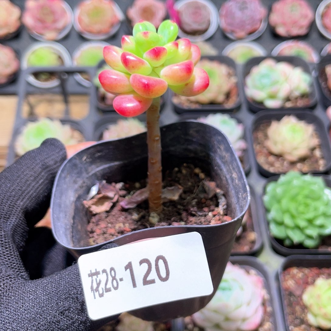 花利美28-120香格里拉