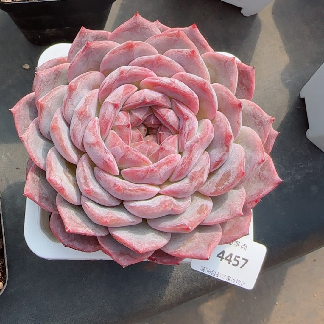 母本冰魄，4457多肉