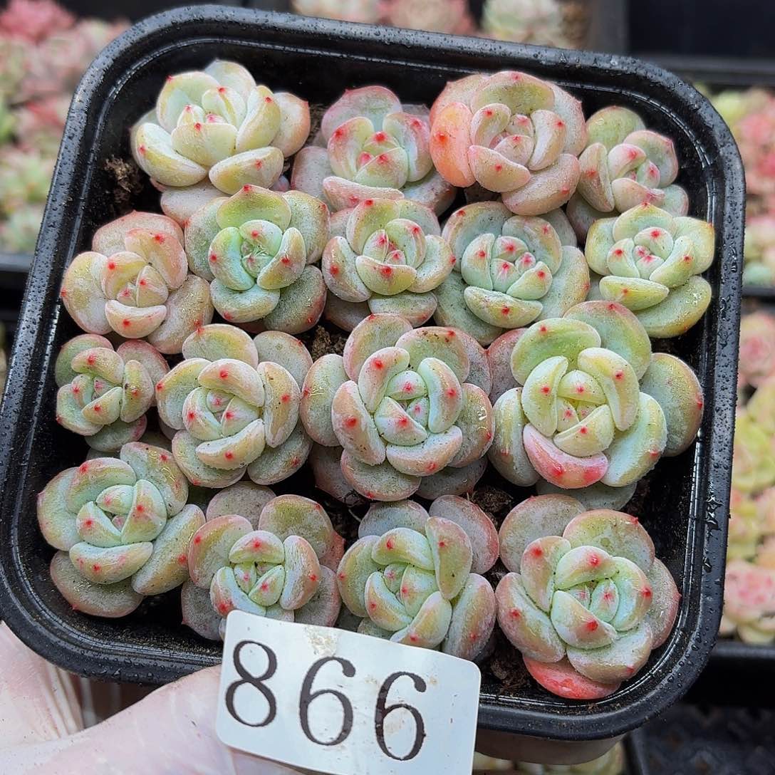 多肉植物多肉植物866