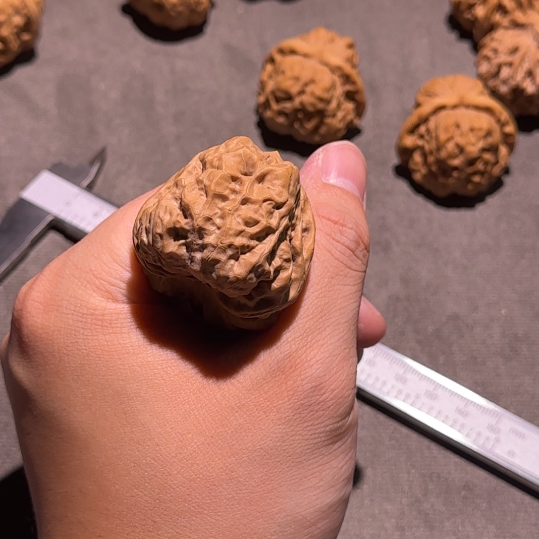 延庆箭毒三角蛙1111