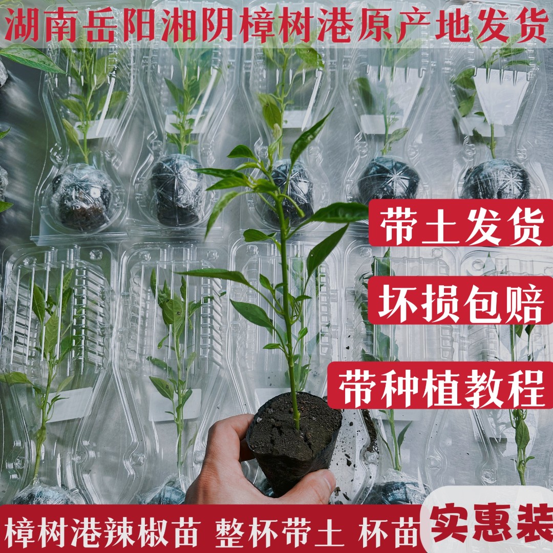正宗樟树港辣椒苗 营养杯培育苗 早苗 整杯带土 带土包邮