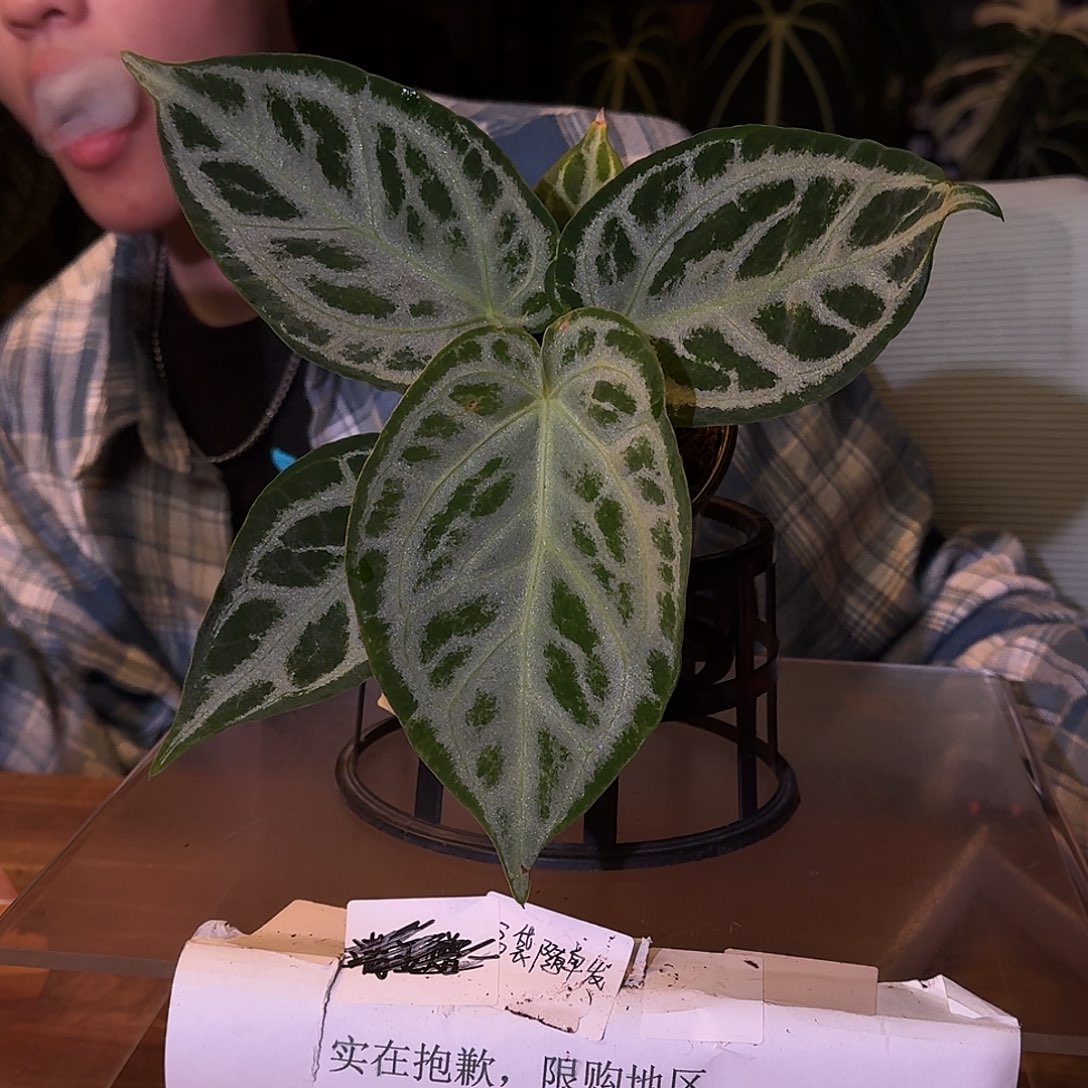 不开花植物D150银刷子叶损无售后