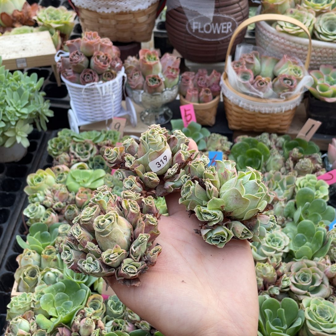 寿***忘多肉植物山地玫瑰319三颗