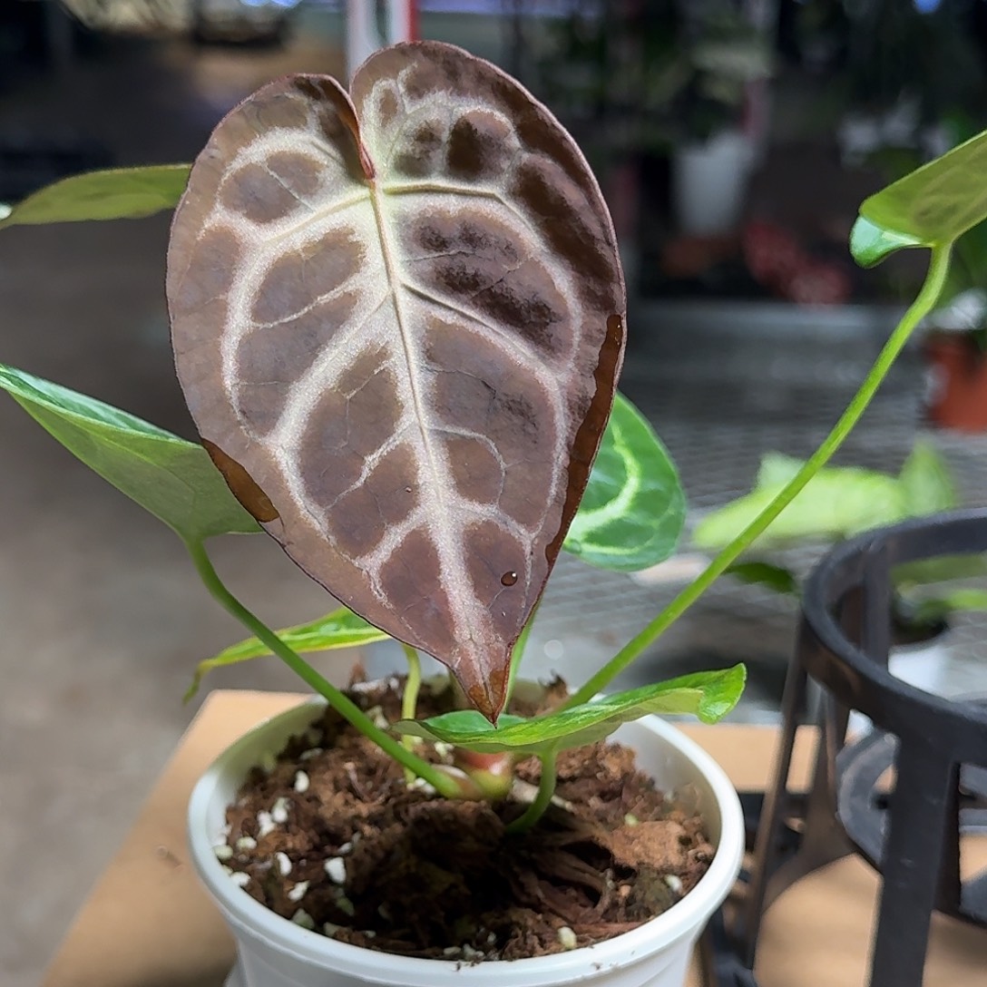 完全开放Y120黑水晶杂