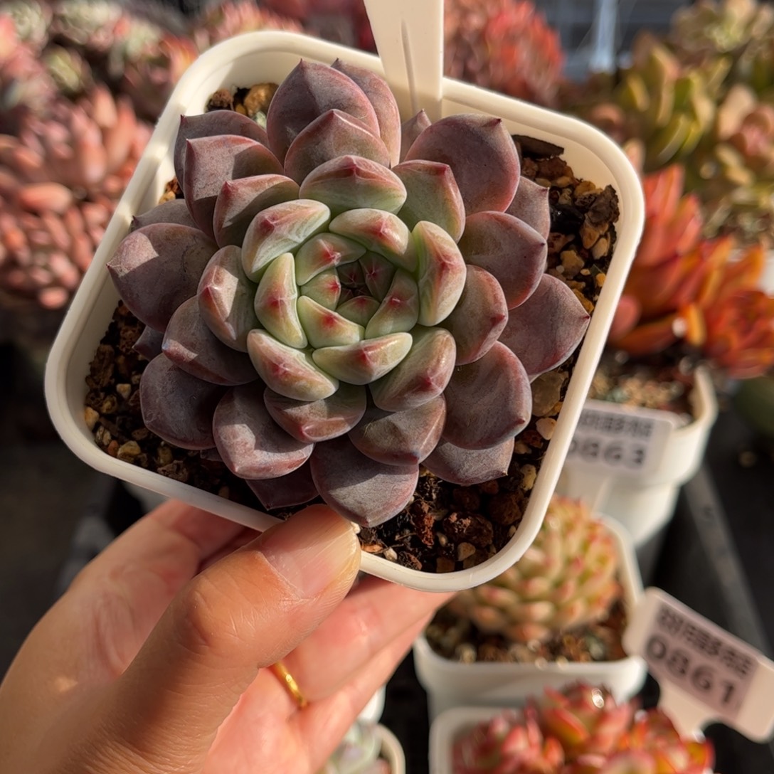 多肉植物0864 天冷必拍保温箱